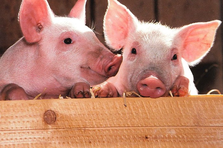 Du maži paršiukai bendrauja vienas su kitu