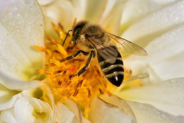 Bitutė ant žiedo