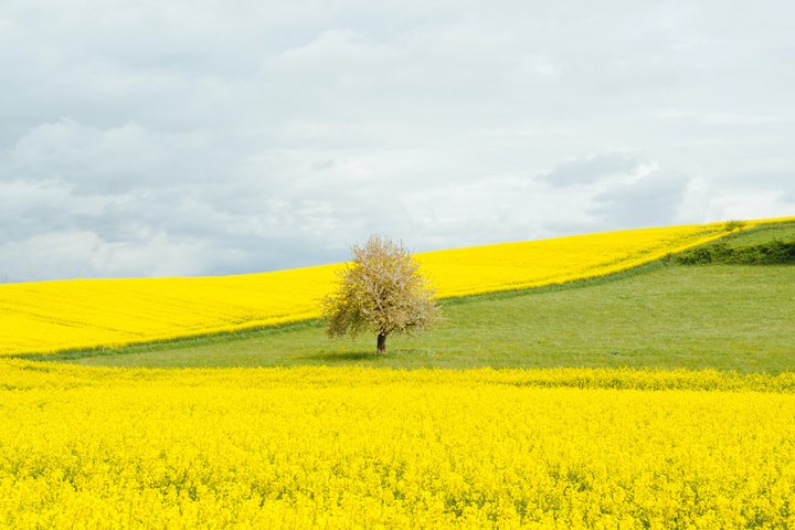 Rapsų laukas ir vienas medis jame