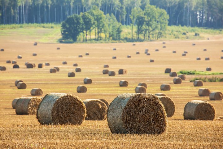 Šieno ritiniai laukuose