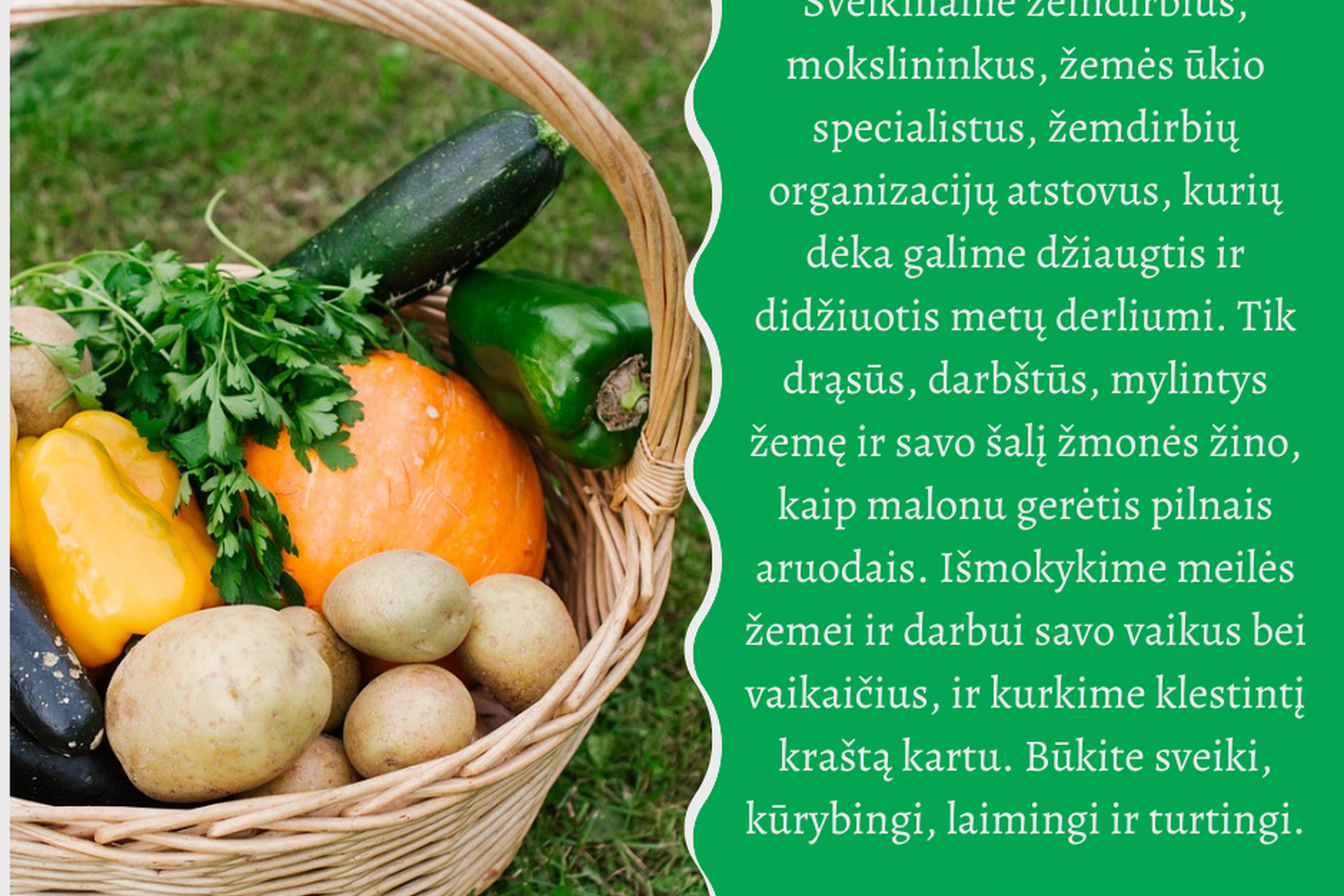 Su derliaus diena sveikinantis atvirukas