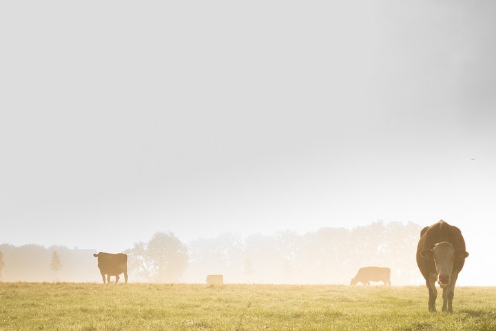 Traktorių ratai ant išdirbtos žemės