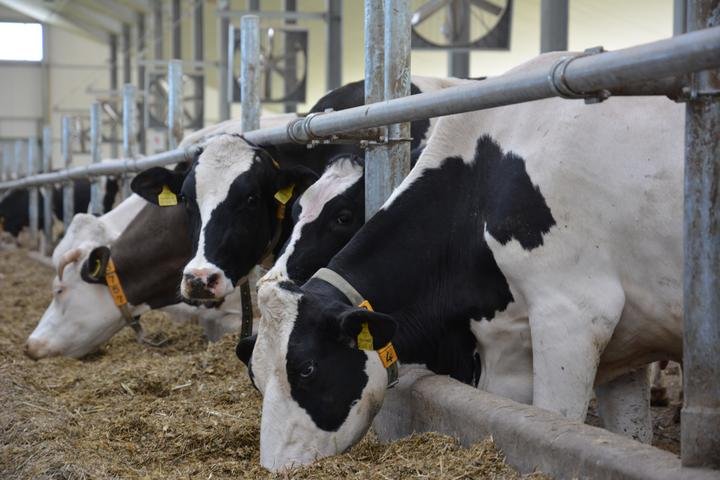 Juodmargės karvės fermoje valgo šieną