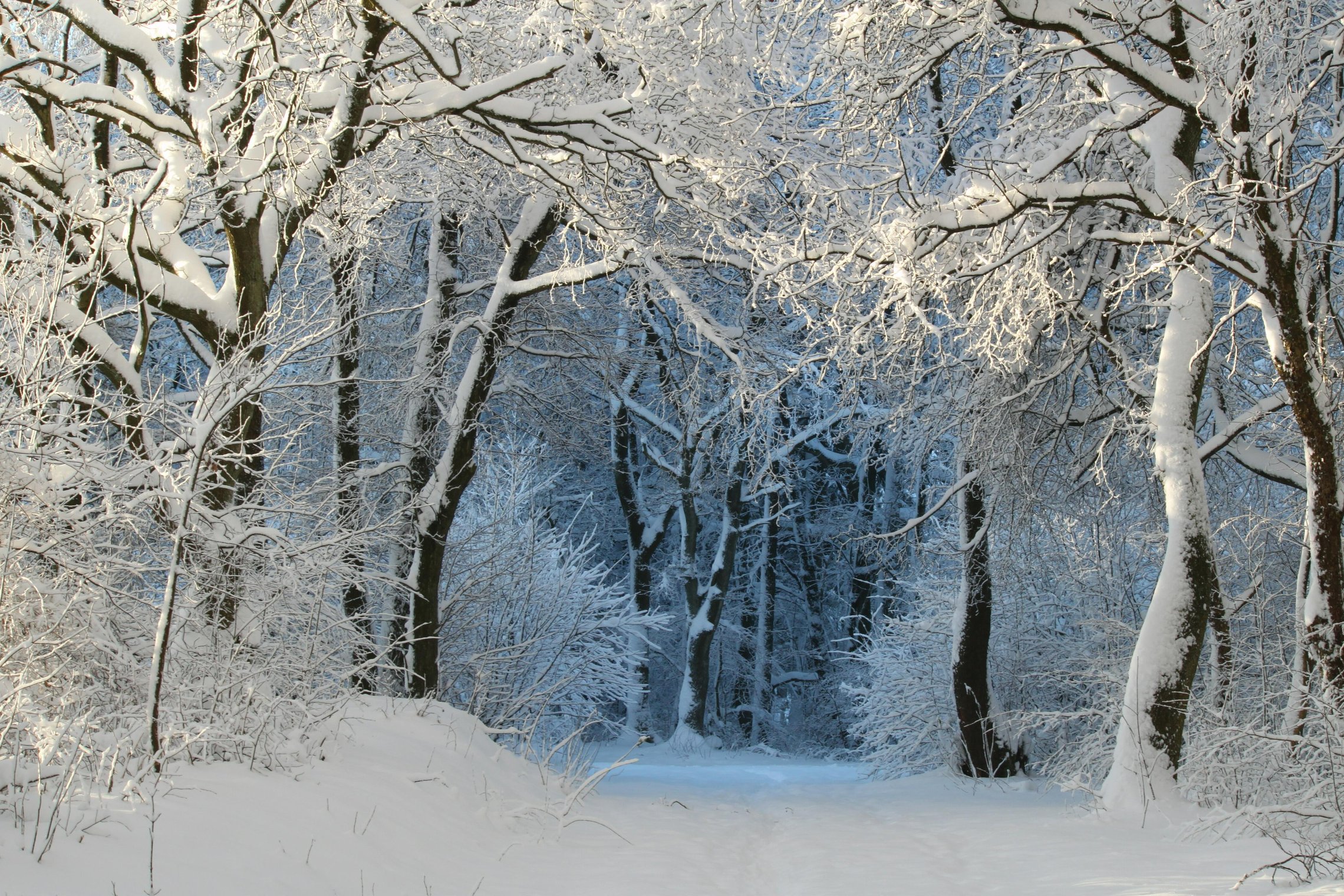 Miškas žiemą