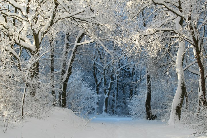 Miškas žiemą