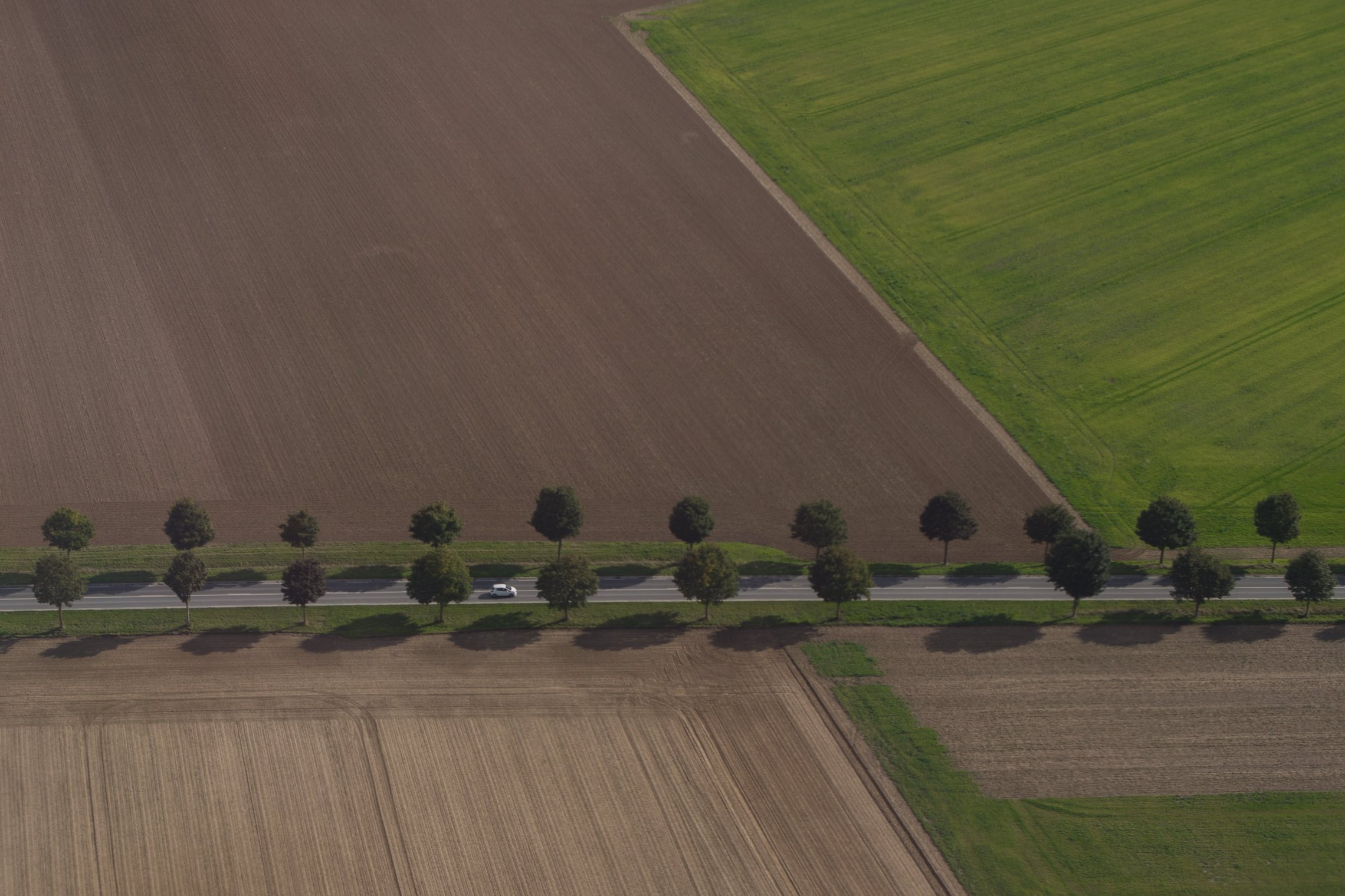 Suarto lauko ir medžių eilutės vaizdas iš viršaus