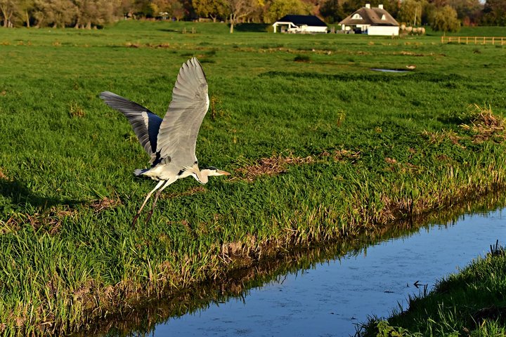 Melioracijos griovys pievoje, virš kurio skrenda garnys