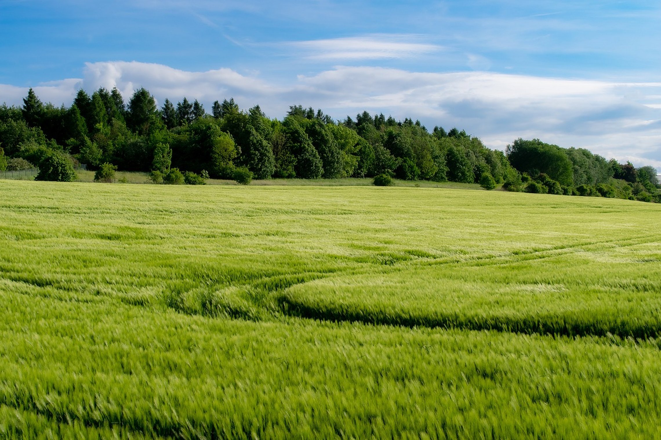 Javų laukas