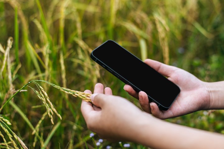 Ūkininkas tikrina pasėlių kokybę naudodamasis telefonu
