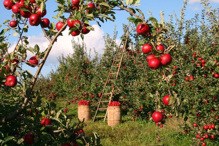 Obuolių sodas