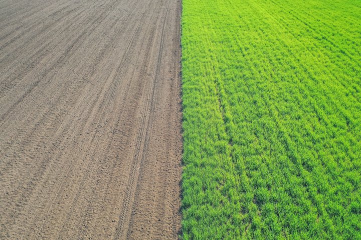 Laukų nuotrauka, kurioje dalis lauko apsėta, kita - ne
