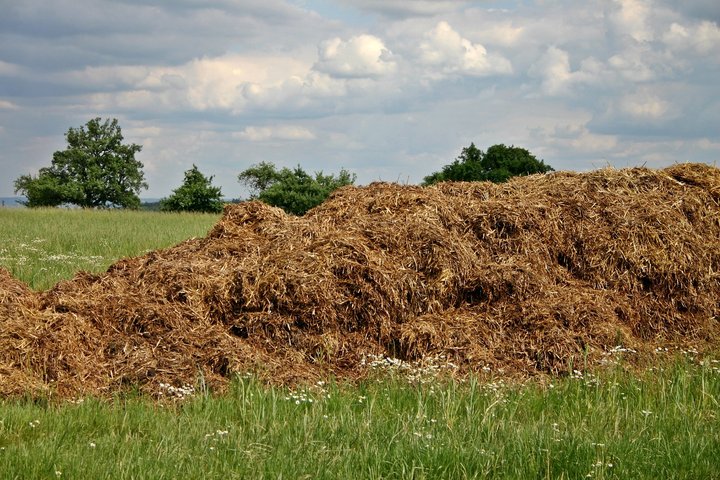 Mėšlas