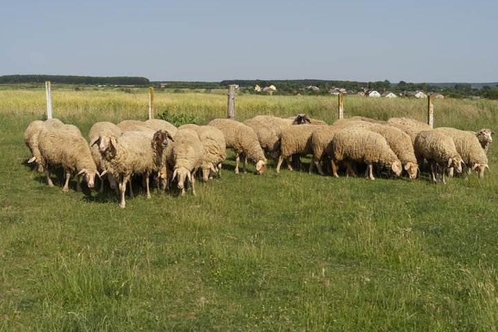 Avių banda ėda žolę