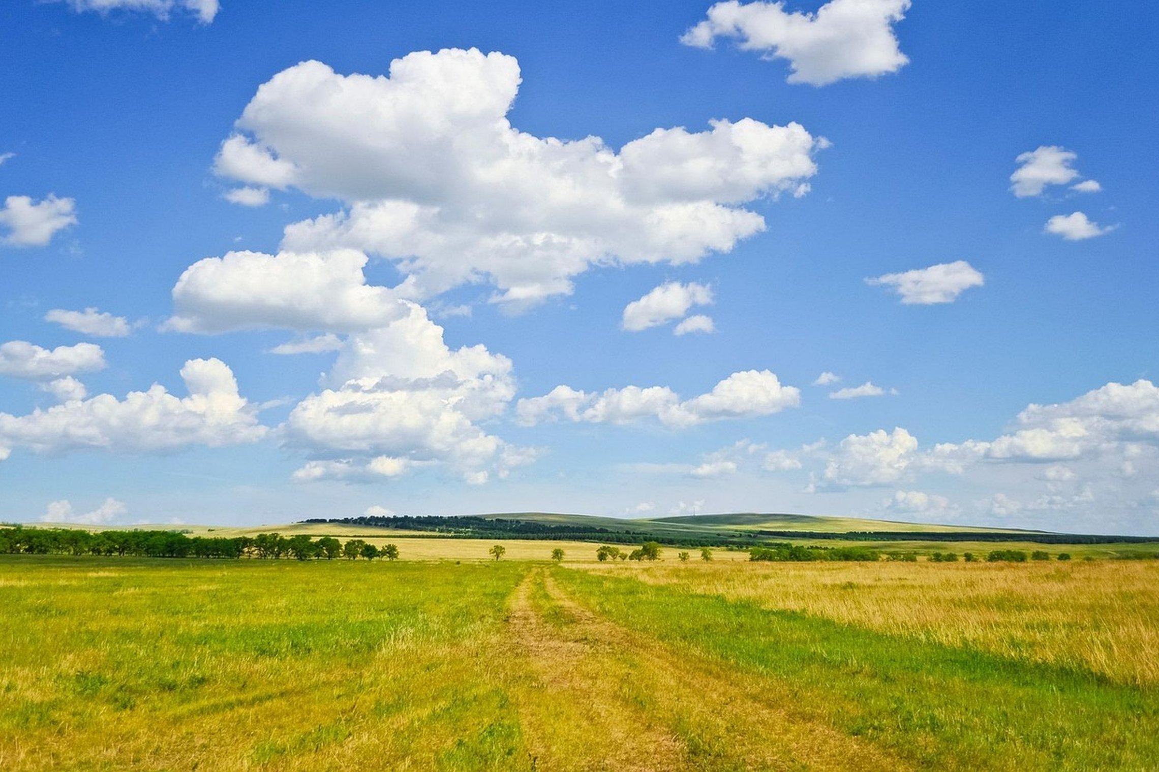 Laukai vasarą