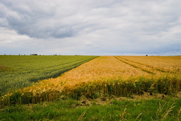 2 rūšių javai, augantys laukuose