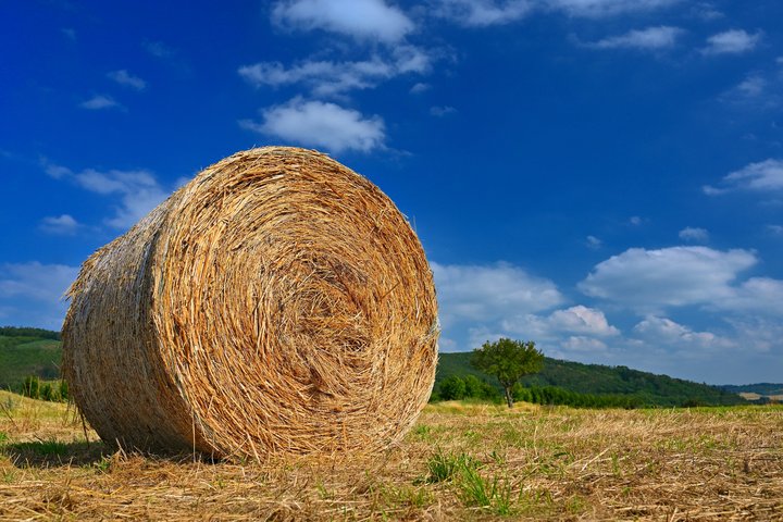Šieno ritinys lauke