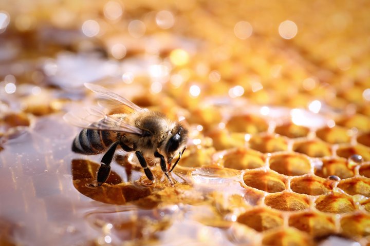 Nutūpusi bitė ant medaus korio