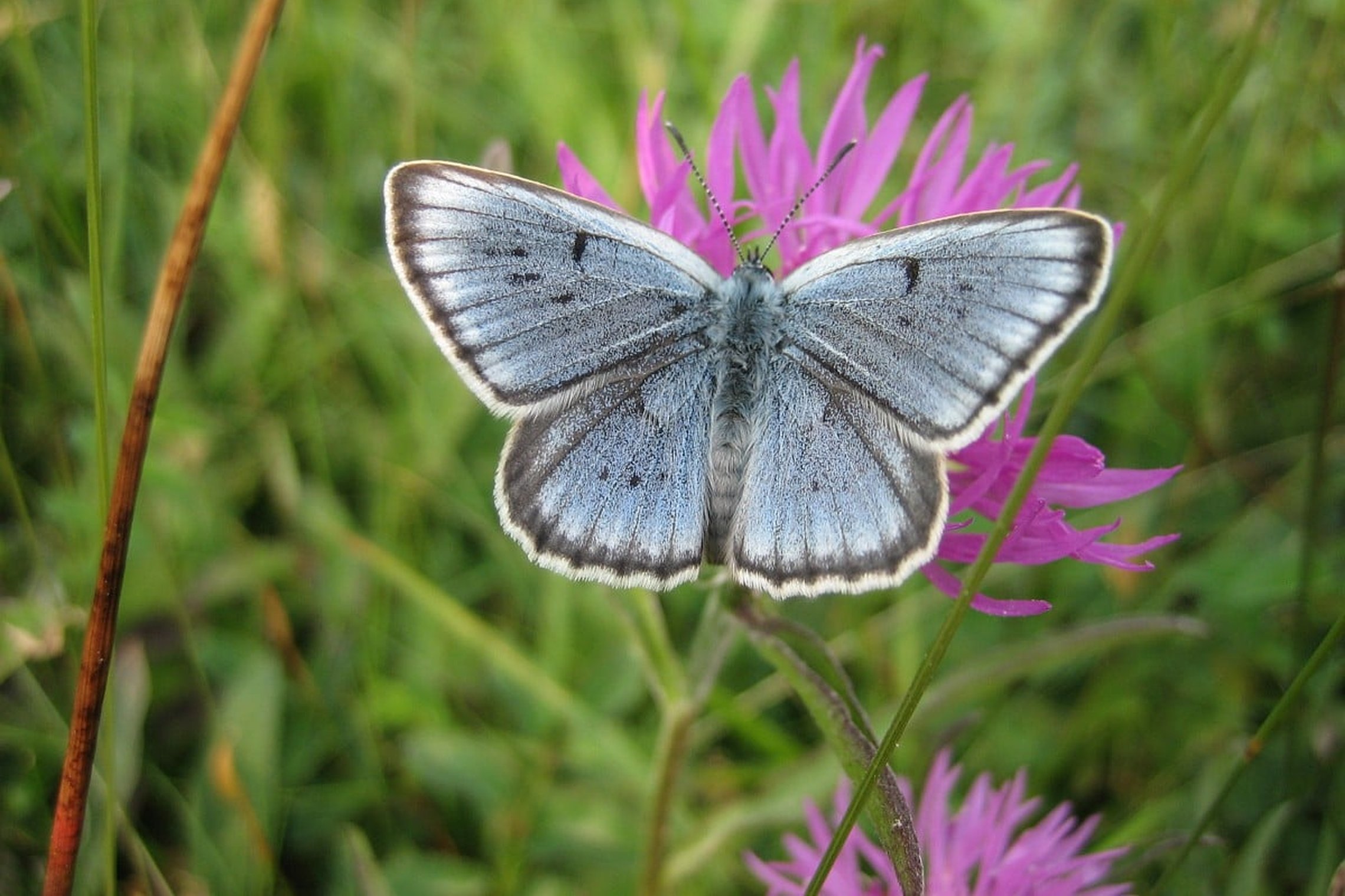 Iliustracija