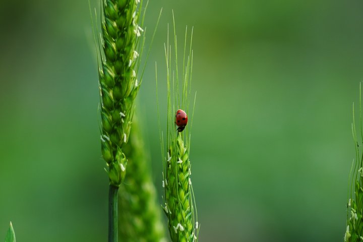 Boružė ant kviečių varpos