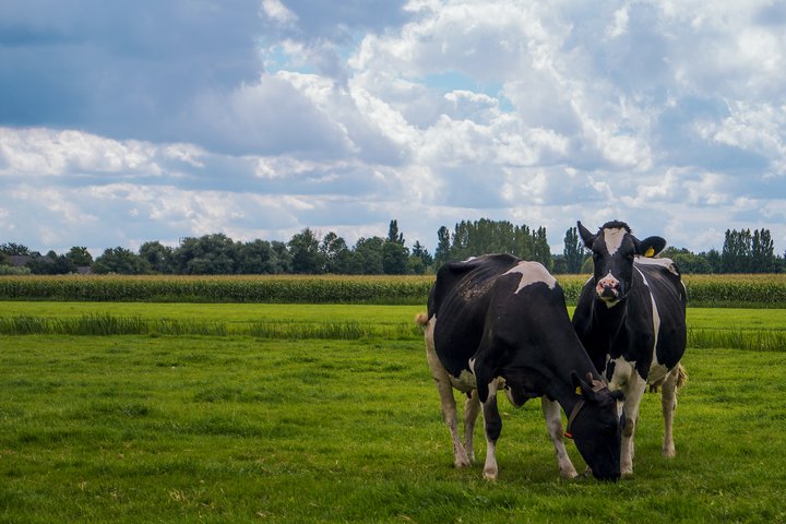 Dvi karvės ėda žolę